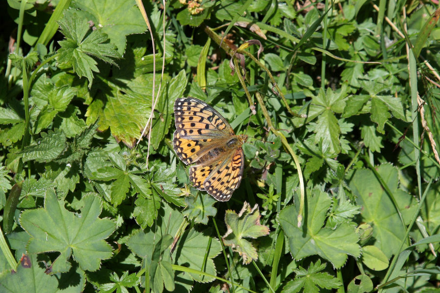 id. Argynnis